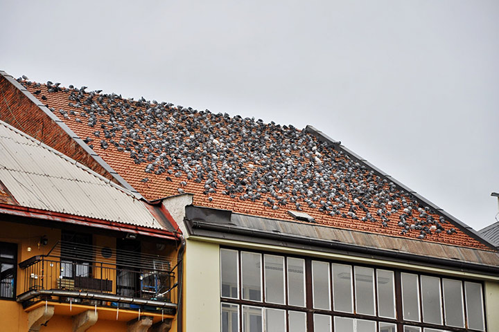 A2B Pest Control are able to install spikes to deter birds from roofs in South Hornchurch. 