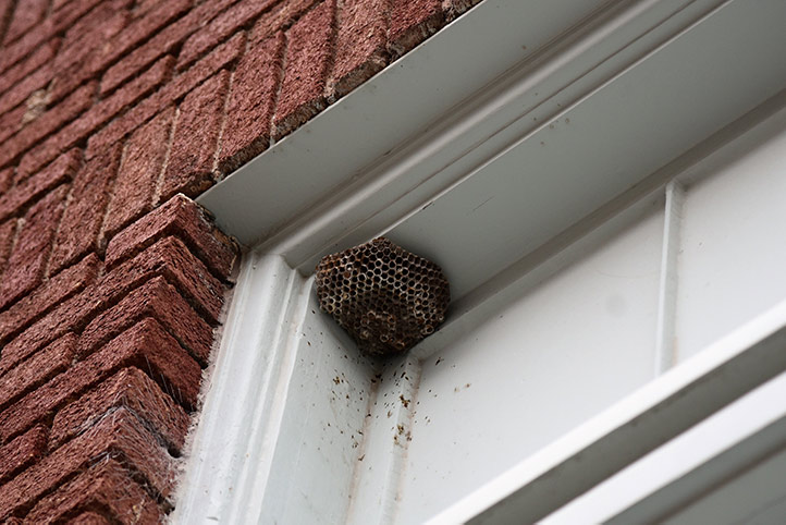 We provide a wasp nest removal service for domestic and commercial properties in South Hornchurch.